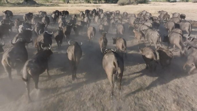 空中摇上。一大群开普水牛在非洲丛林中紧紧地挤在一起