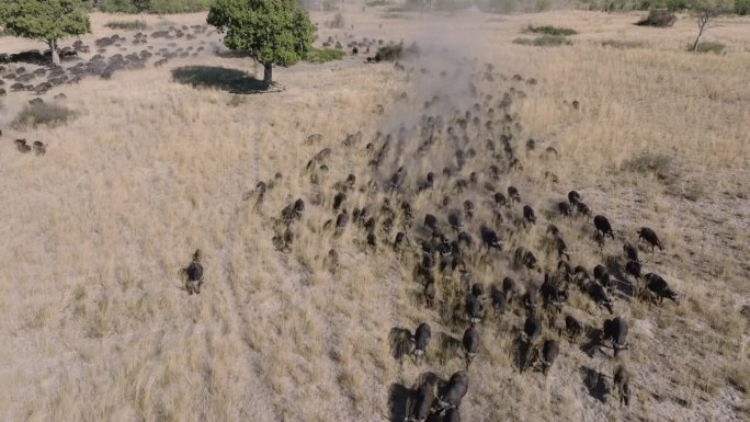 天线。在非洲丛林中，一大群开普水牛走向摄像机