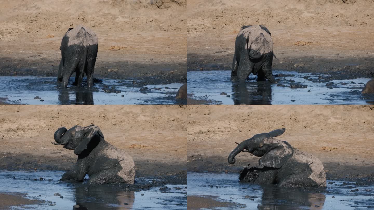 一只大象在水坑边的泥水里打滚的慢动作特写
