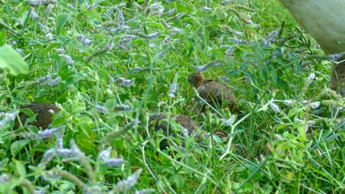 草地上的孔雀小鸡草地上的孔雀小鸡
