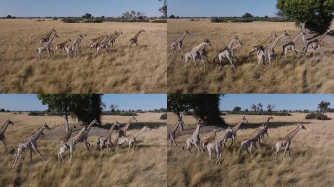 壮观的空中。一群长颈鹿在奥卡万戈三角洲的草原上奔跑