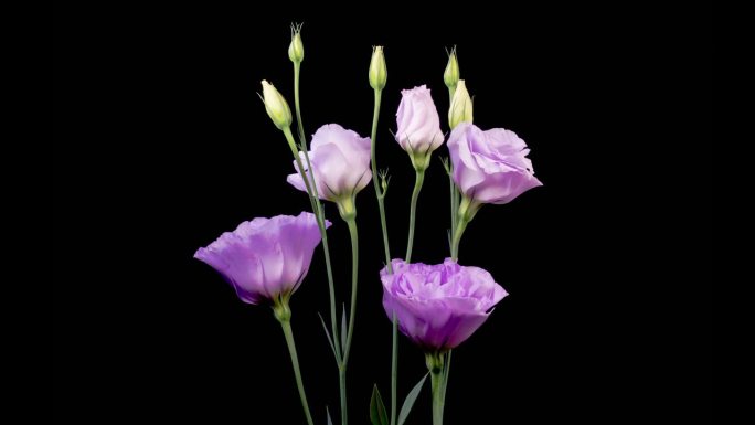 盛开的紫罗兰花洋桔梗开花延时紫色洋桔梗盛