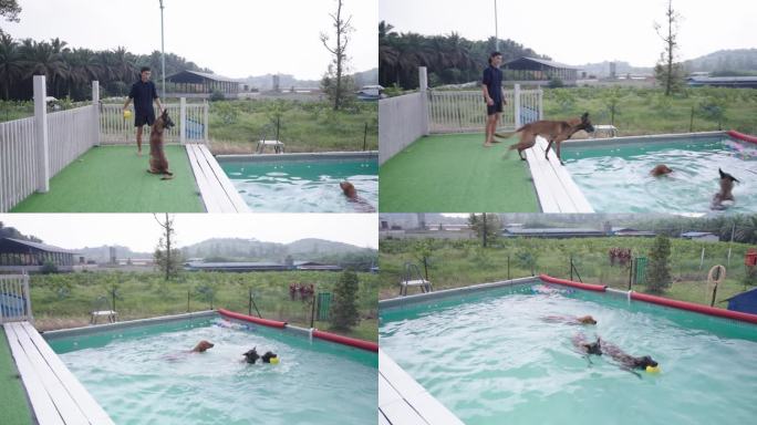 狗在大热天冷游泳