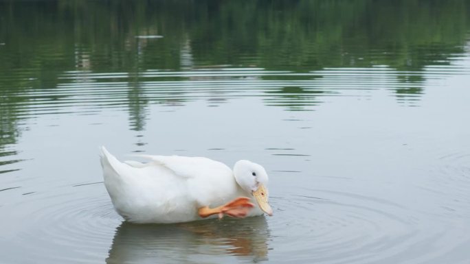 一只白鸭子正在水里整理羽毛