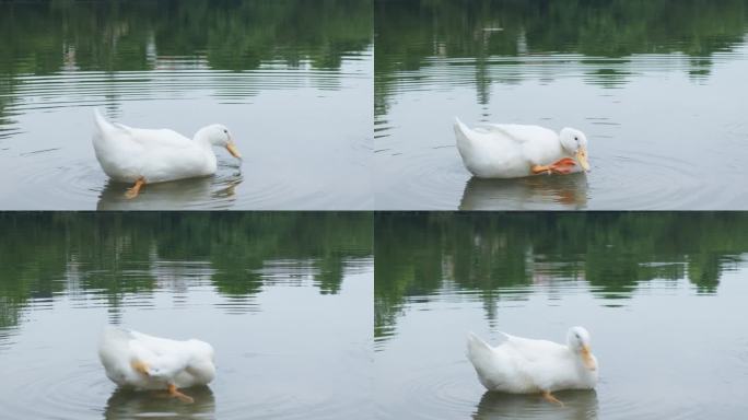 一只白鸭子正在水里整理羽毛
