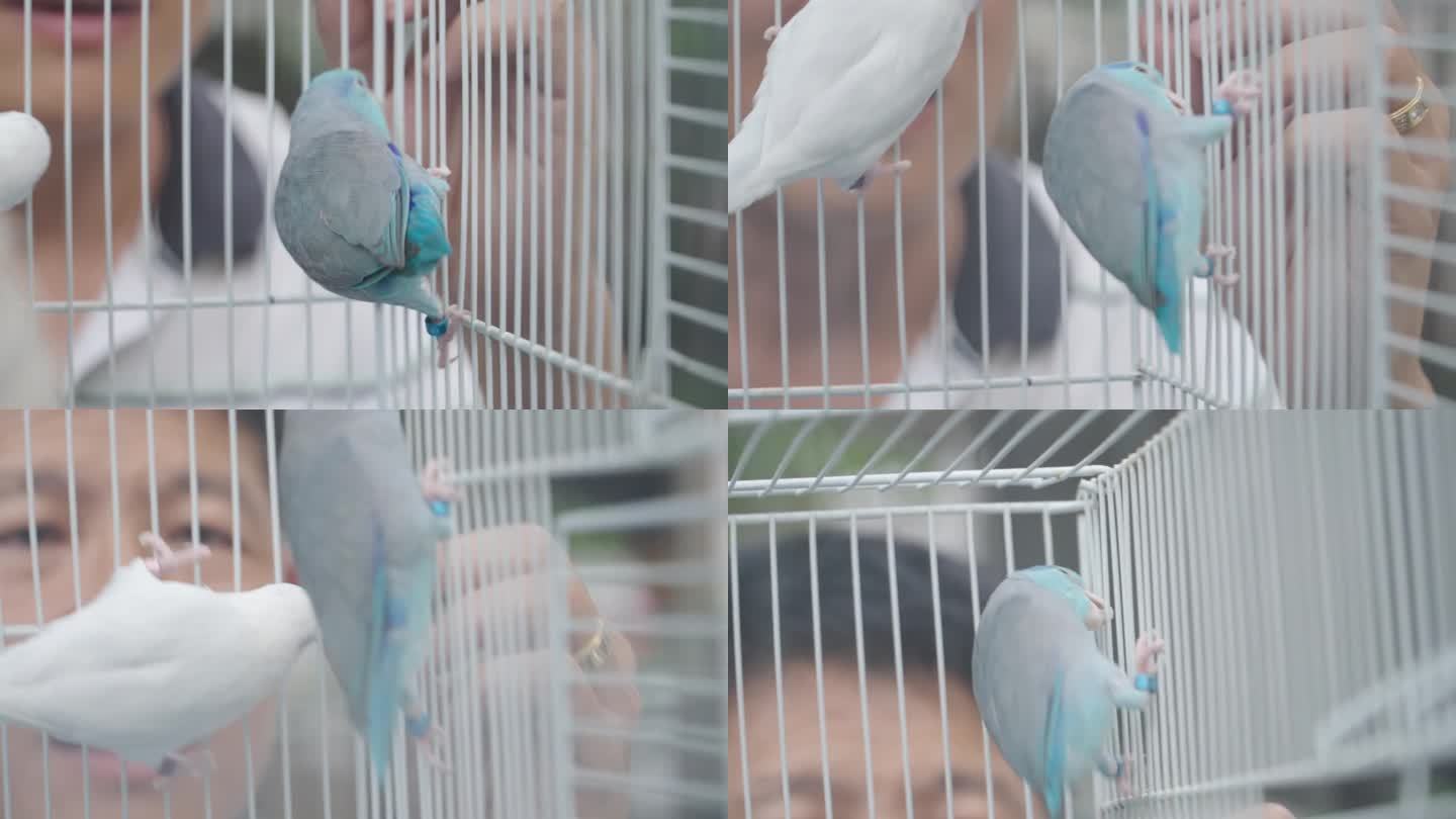 亚洲成年男性在家里快乐地喂养福尔帕斯鸟。