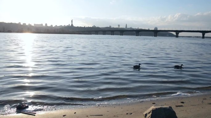 第聂伯河和两只鸭子在日落时分漂浮在基辅的水面上。乌克兰