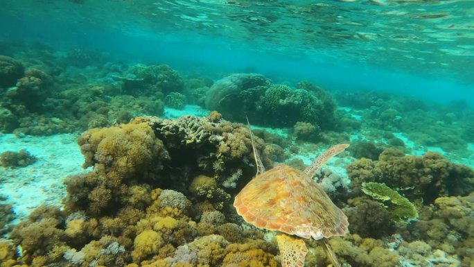 海龟在海洋中的珊瑚礁上游泳