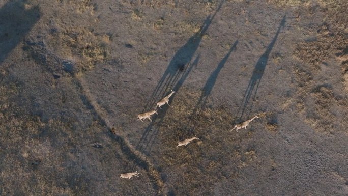 直下高空。一群长颈鹿走过奥卡万戈三角洲的草原