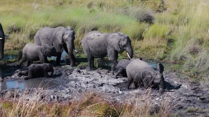 天线。一小群大象在泥浴