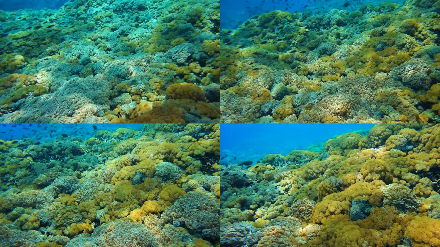 彩色珊瑚的慢动作潜海潜泳海底深海
