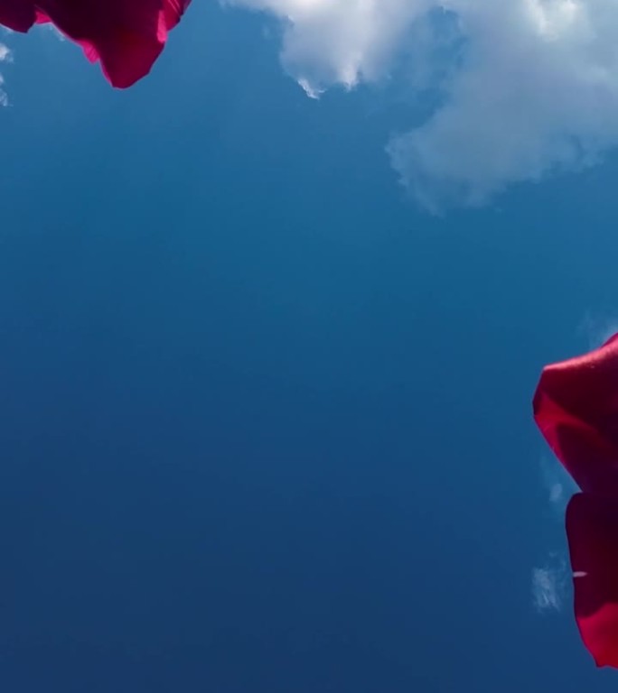 蔚蓝的天空下，红色和白色的郁金香。垂直视频