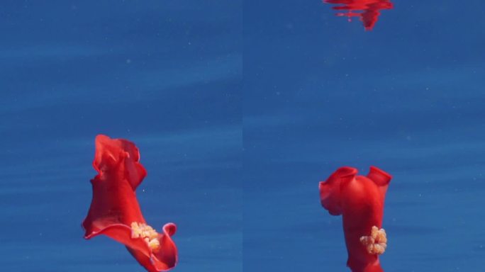 鲜红色的西班牙舞者裸鳃在水面反射的蓝色海水中游泳