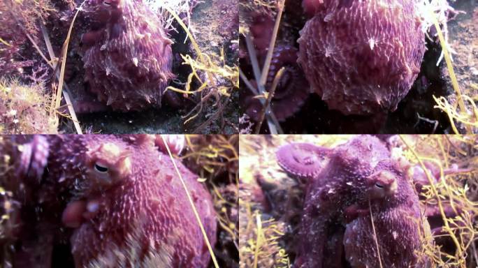 日本海底世界的紫色章鱼特写。