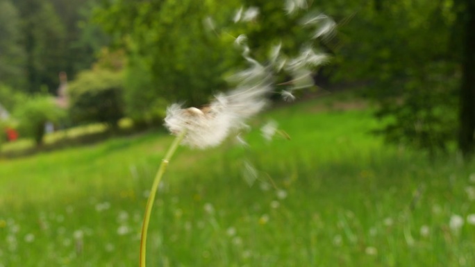 蒲公英的白色花头在大自然中随风飘散