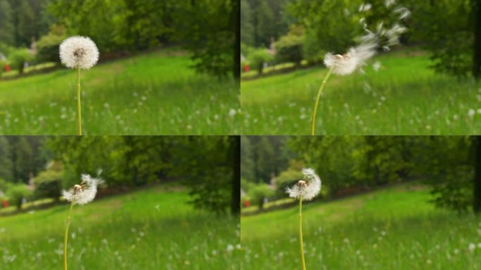 蒲公英的白色花头在大自然中随风飘散