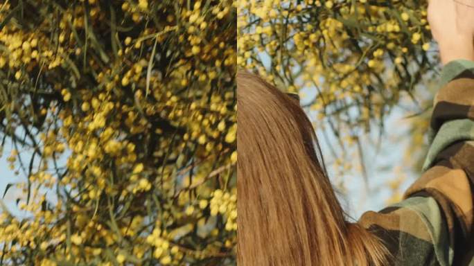 一位年轻女子走近一棵金合欢树，伸手拿起一根开着黄花的树枝，闻一闻。在蓝天的映衬下。垂直视频。社交媒体