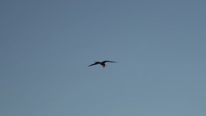 壮观的军舰鸟的慢动作，军舰鸟，一种黑色的大海鸟，有典型的红色的不规则的囊，在南美洲厄瓜多尔加拉帕戈斯