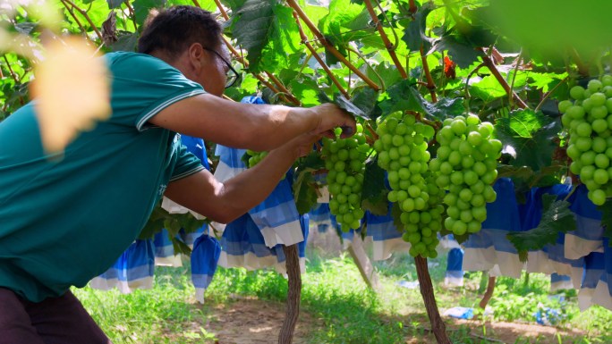 葡萄成熟采摘葡萄葡萄丰收果农农民