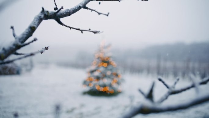 雪花落在散焦的圣诞树上——透过树枝拍摄