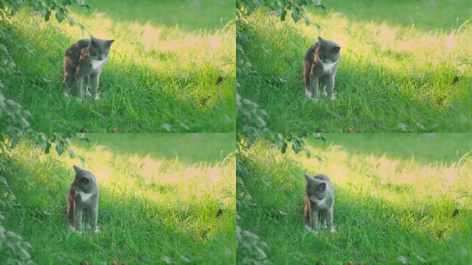 猫在户外吃草后正在呕吐。生病的猫在后院的草坪上呕吐、呕吐、呕吐。花斑灰色短毛猫在花园里吐，想把毛球弄