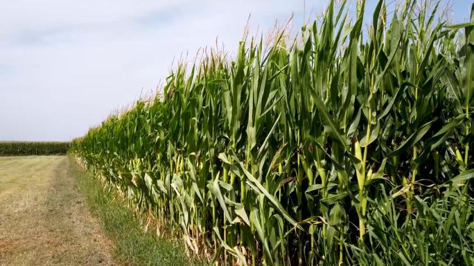 玉米植株靠风移动玉米地玉米种植
