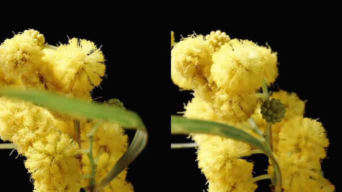 含羞草树枝上的黄色花朵在黑色背景上旋转。特写镜头。垂直的。