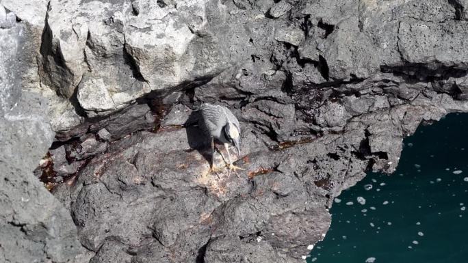 一只黄冠夜鹭，在厄瓜多尔太平洋加拉帕戈斯群岛锋利的熔岩岩石上休息。
