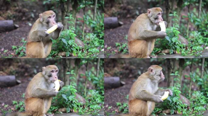 野生猴子肖像吃香蕉四处张望小心翼翼