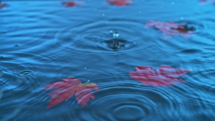 雨水落在水面上，红叶漂浮在水面上