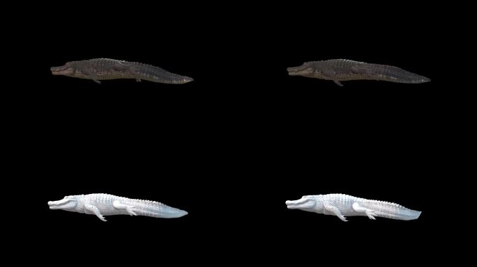 3D爬行动物短吻鳄循环游泳动画步行周期侧面视图对阿尔法哑光，4k爬行动物鳄鱼短吻鳄游泳漂浮在阿尔法通