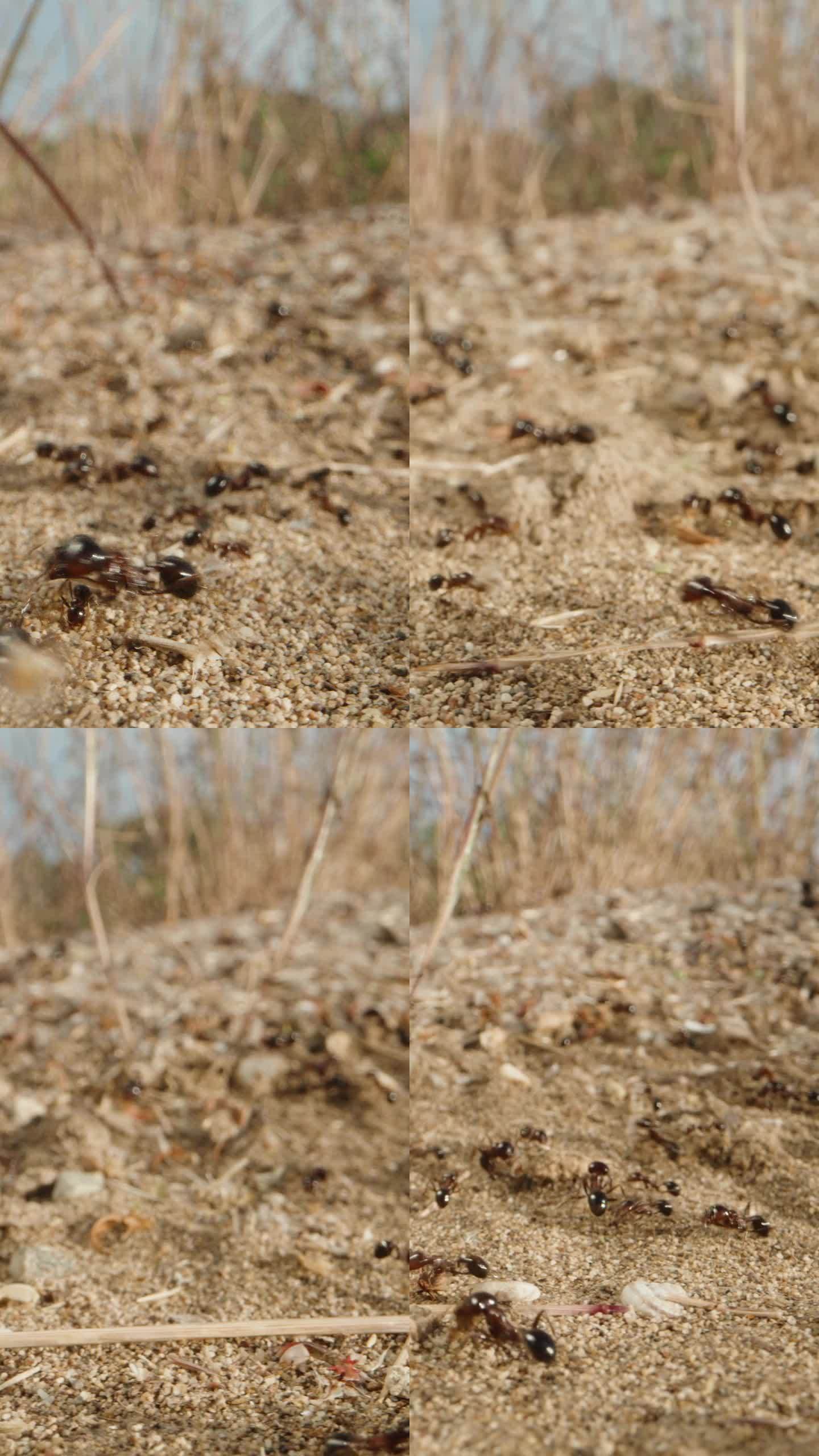 在一个阳光明媚的沙漠里，一群蚂蚁正把树枝搬到蚁丘里。多莉滑块极端特写。垂直视频。