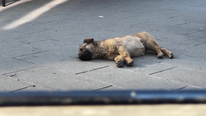 夏日里，一只又累又悲的大流浪狗躺在城市路边的人行道上睡觉