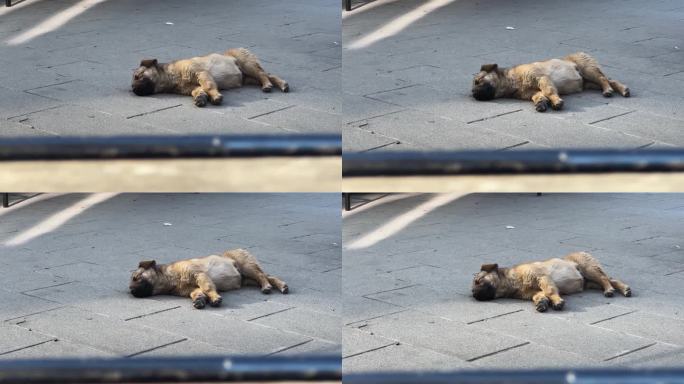 夏日里，一只又累又悲的大流浪狗躺在城市路边的人行道上睡觉