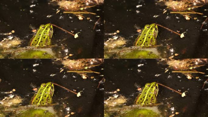 可食蛙(Pelophylax kl. esculentus)是一种常见的欧洲蛙，也被称为普通水蛙或坐