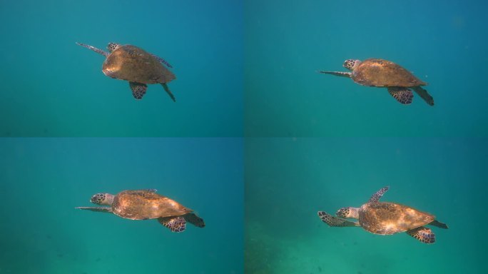 海龟在海里游泳水下世界国际联盟