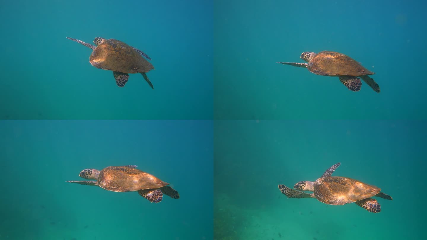 海龟在海里游泳水下世界国际联盟