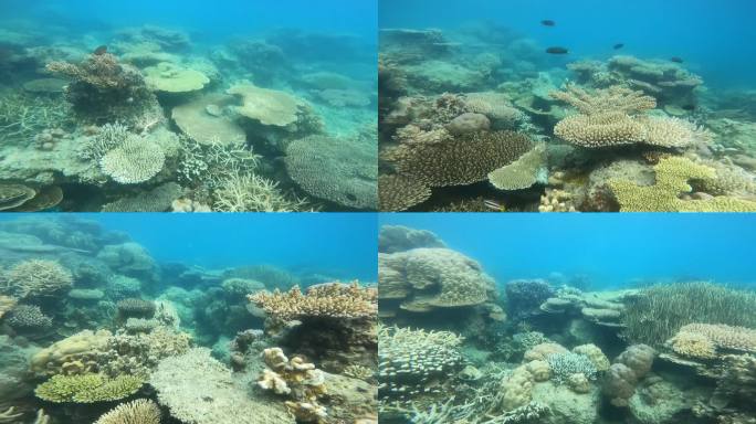 珊瑚礁。奇异的鱼。海底世界之美。海洋中的生命。在热带珊瑚礁上潜水。海底生活。清水。珊瑚礁里的鱼。