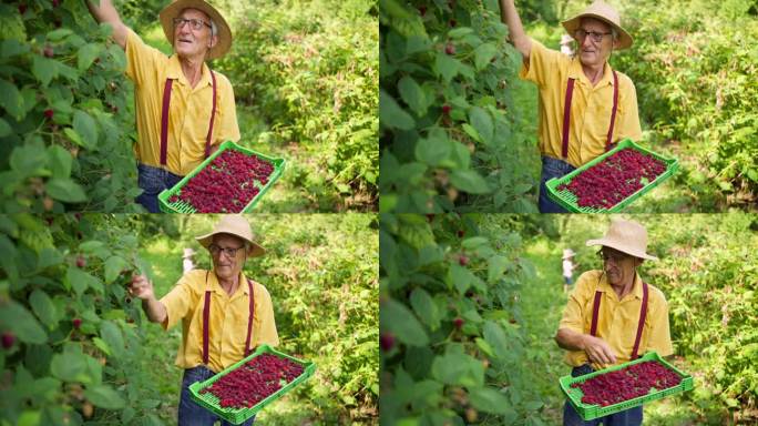 资深农民正在采摘树莓