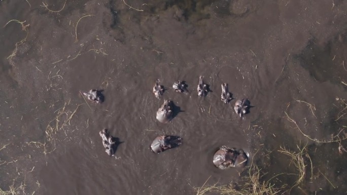 垂直向下的天线。一群河马在奥卡万戈三角洲游泳