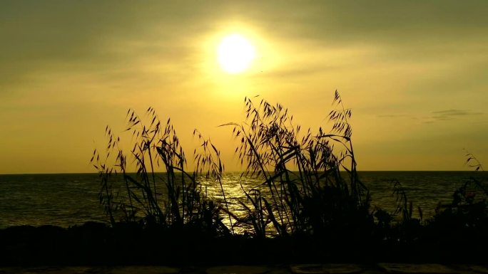 落日在海岸上穿过穗草