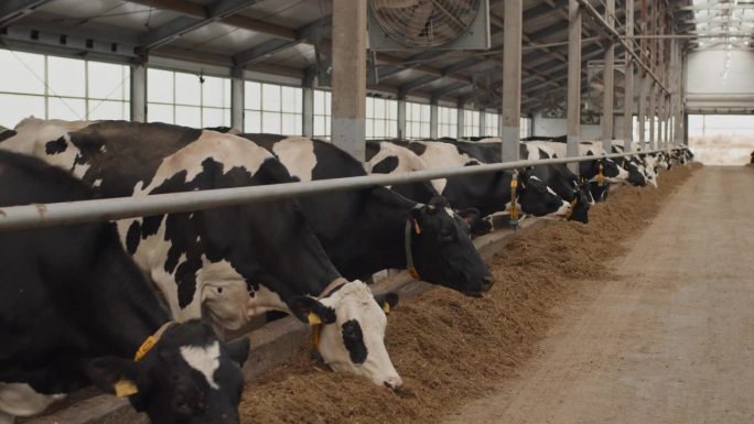 黑白奶牛吃饲料黑白对比动物生活农场日常