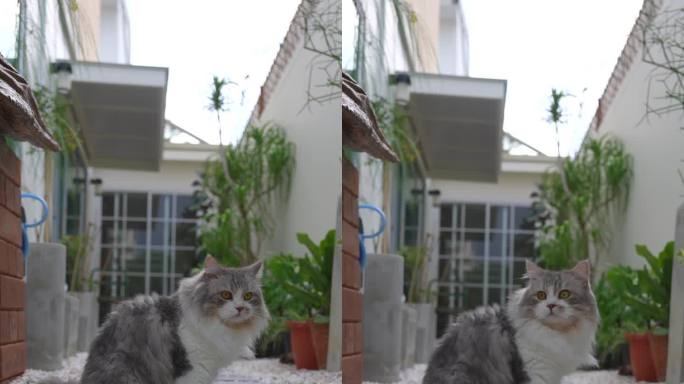 在房子花园里拍摄的西伯利亚猫肖像