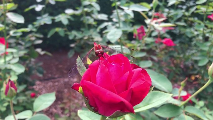 一只蜻蜓停在一朵玫瑰上