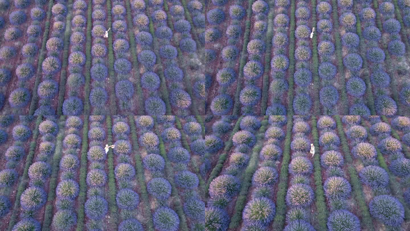 无人机拍摄的身穿白色连衣裙的美丽女子走在紫色薰衣草花丛中