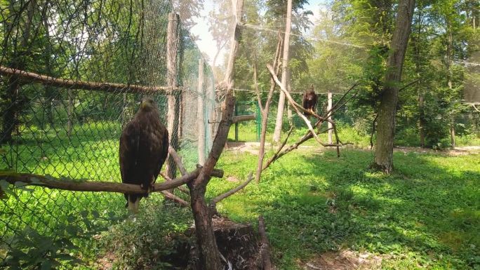 两只被囚禁的草原鹰鸟坐在树枝上，猛禽，掠食者