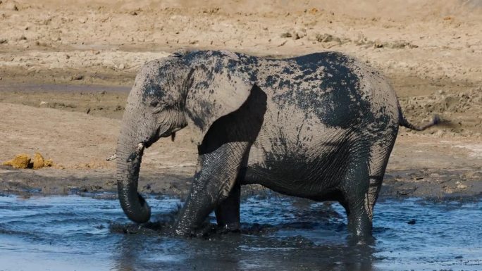 特写镜头。大象在水坑边往自己身上喷泥巴