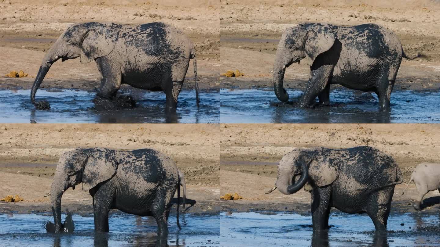 特写镜头。大象在水坑边往自己身上喷泥巴