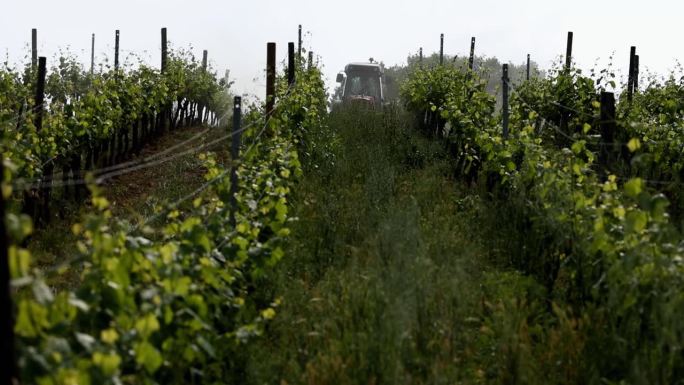 意大利的农业活动:为葡萄园除草