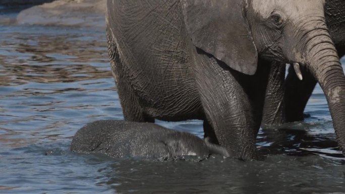 特写镜头。可爱的小象在它妈妈旁边的水坑里玩耍